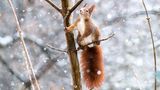 Eichhörnchen