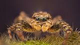 Spinne