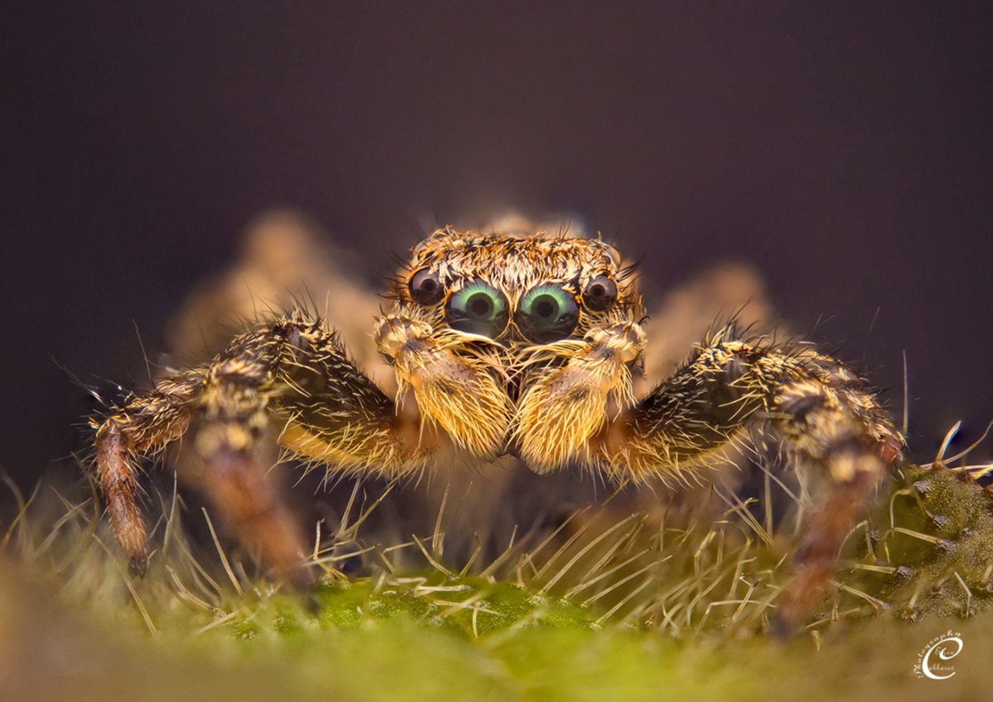 Spinne