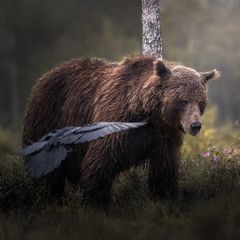 Bären in Finnland