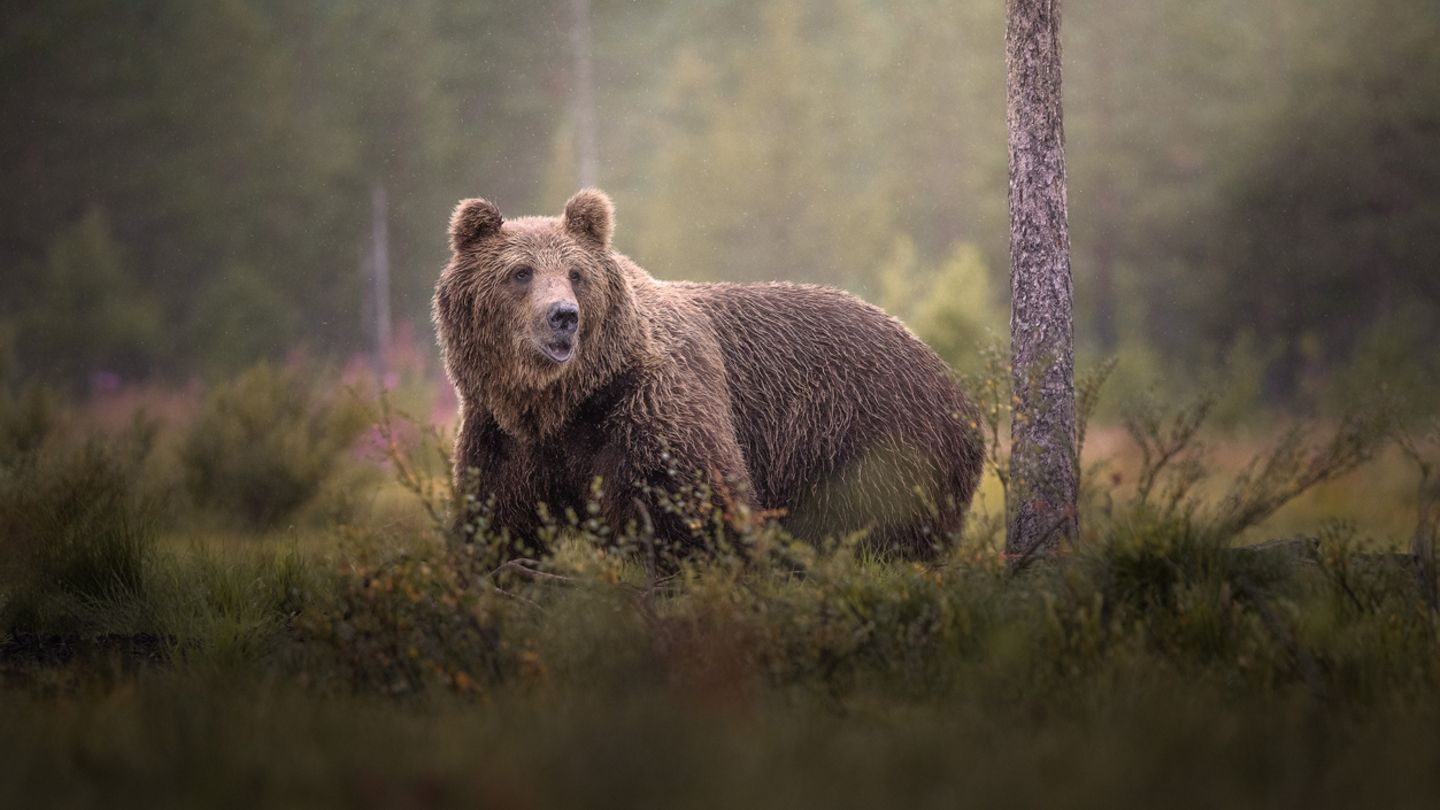 Bären in Finnland