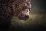 Bären in Finnland