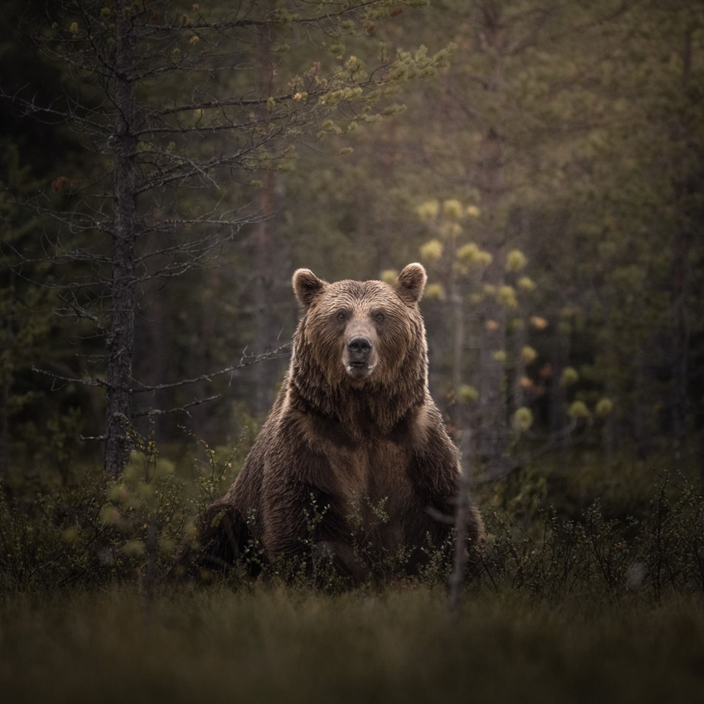 Bären in Finnland