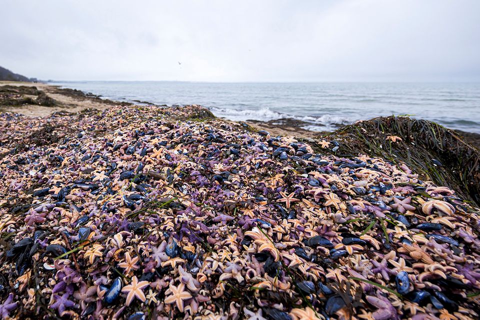 Seesterne am Timmendorfer Strand