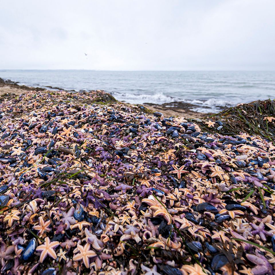 Seesterne am Timmendorfer Strand