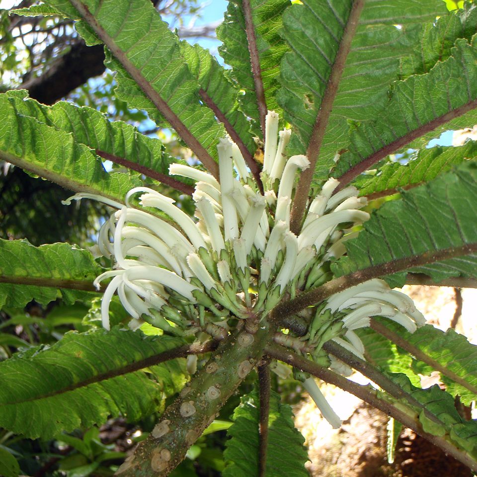 Cyanea heluensis