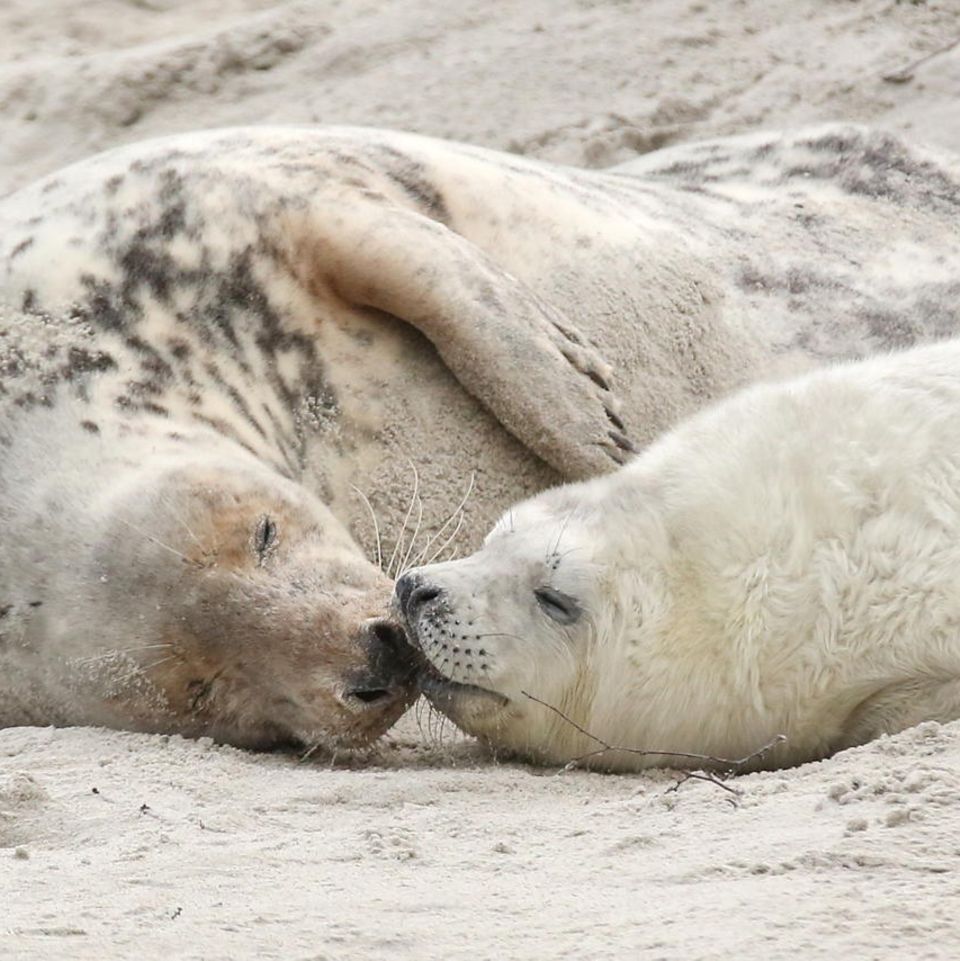 Kegelrobben Helgoland