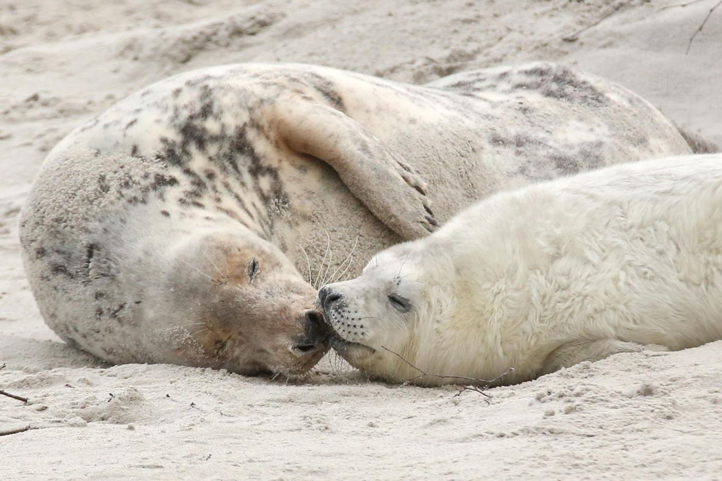 Kegelrobben Helgoland