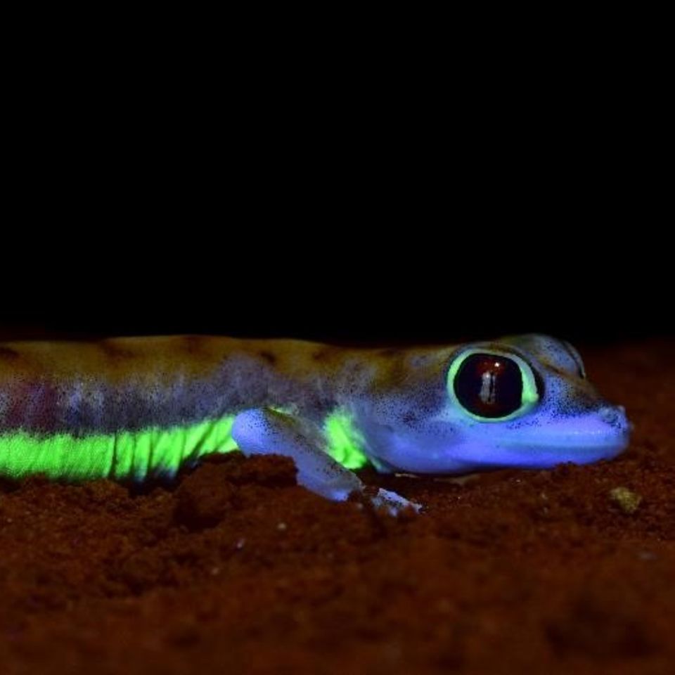 Gecko