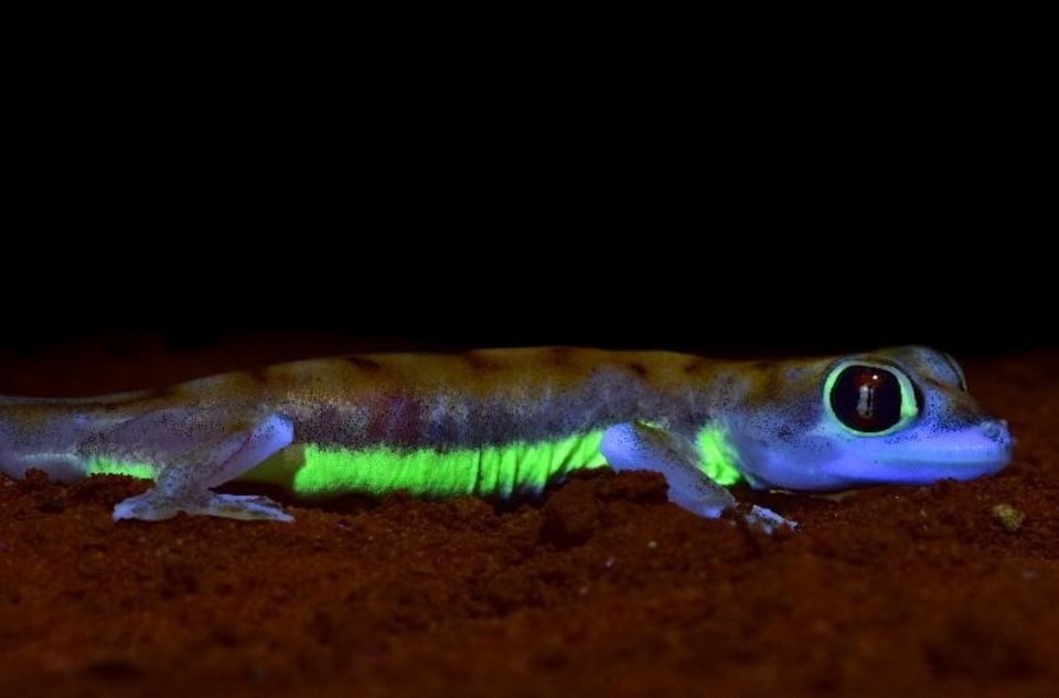 Fluoreszierende Geckos: Forscher entdecken neuen Mechanismus - [GEO]