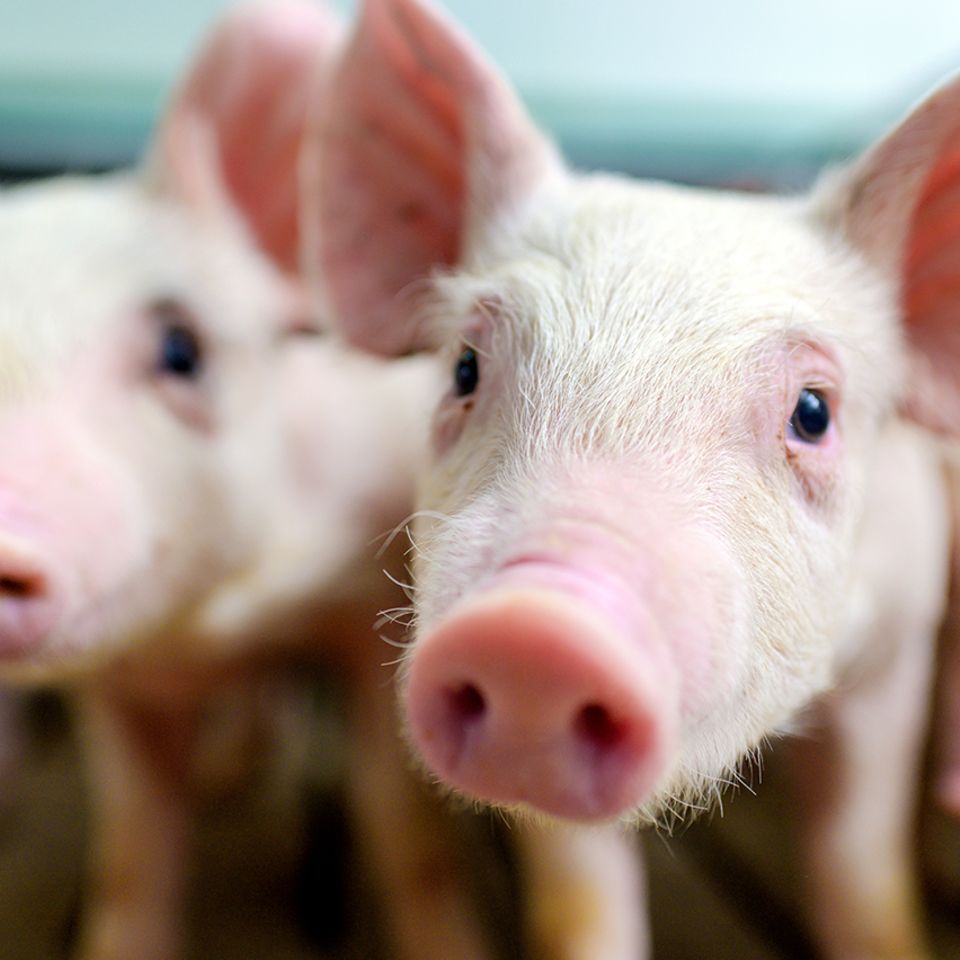 Schweine