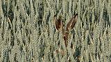 Hase