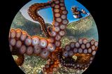 Gaetano Dario Gargiulo/Ocean Art 2020 Contest