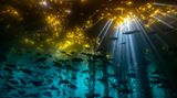 Jon Anderson/Ocean Art 2020 Contest
