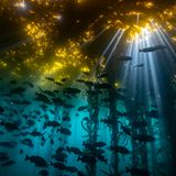 Jon Anderson/Ocean Art 2020 Contest