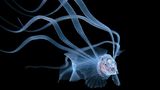 Steven Kovacs/Ocean Art 2020 Contest