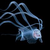 Steven Kovacs/Ocean Art 2020 Contest