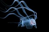 Steven Kovacs/Ocean Art 2020 Contest