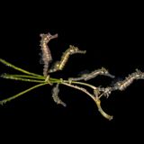 PT Hirschfield/Ocean Art 2020 Contest