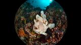 Enrico Somogyi/Ocean Art 2020 Contest