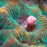 Chia Chi Chang/Ocean Art 2020 Contest