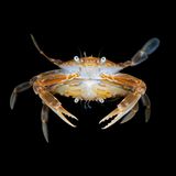 Steven Kovacs/Ocean Art 2020 Contest