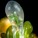 WEN CHOU WU/Ocean Art 2020 Contest