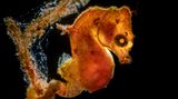 Galice Hoarau/Ocean Art 2020 Contest