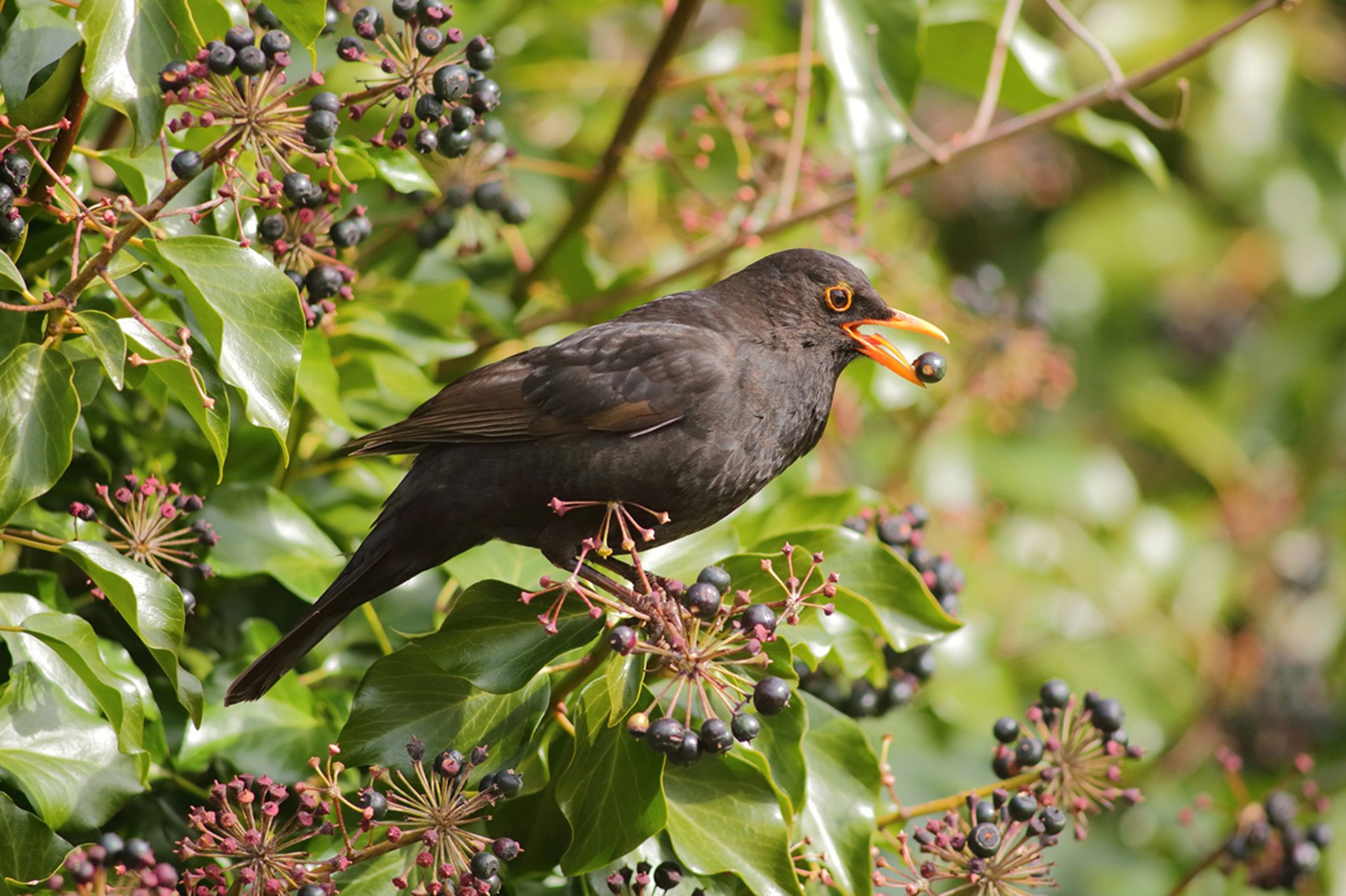 Welche Büsche sind Vogelfreundlich?