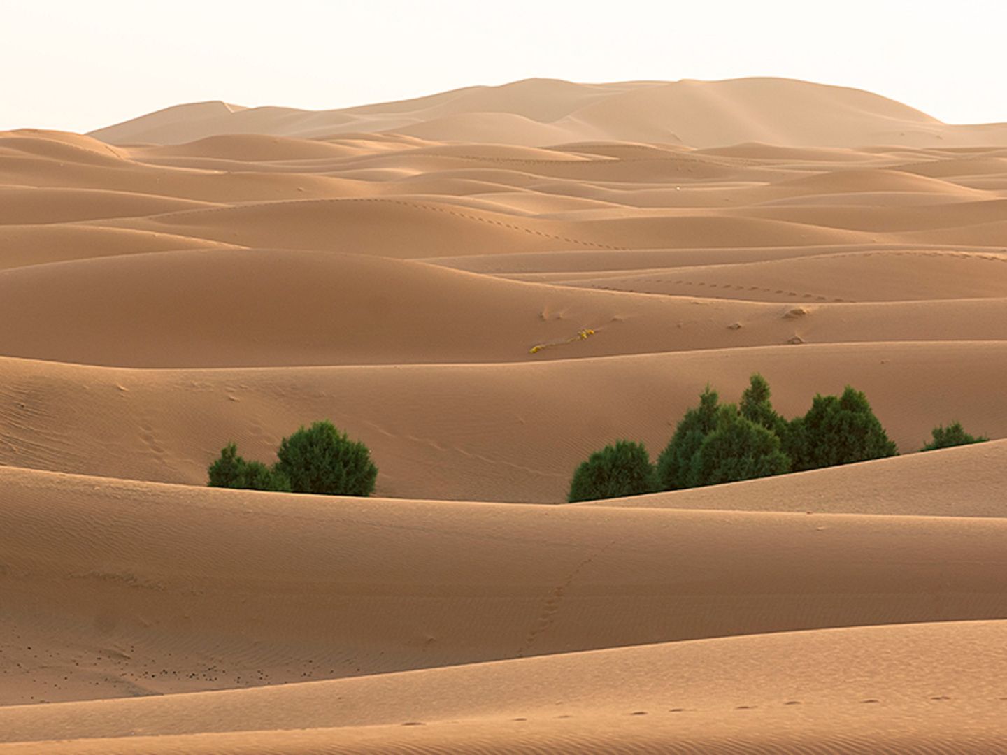 Bäume in der Sahara
