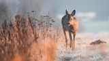 GEO LESERFOTO: Die besten Leserfotos: Januar 2021 - Bild 6
