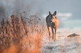 GEO LESERFOTO: Die besten Leserfotos: Januar 2021 - Bild 6