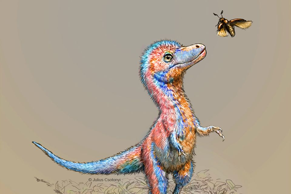 Baby-Tyrannosaurus