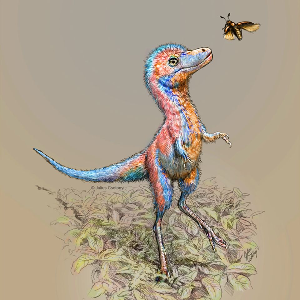 Baby-Tyrannosaurus Baby-Tyrannosaurus