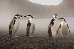 Deception Island