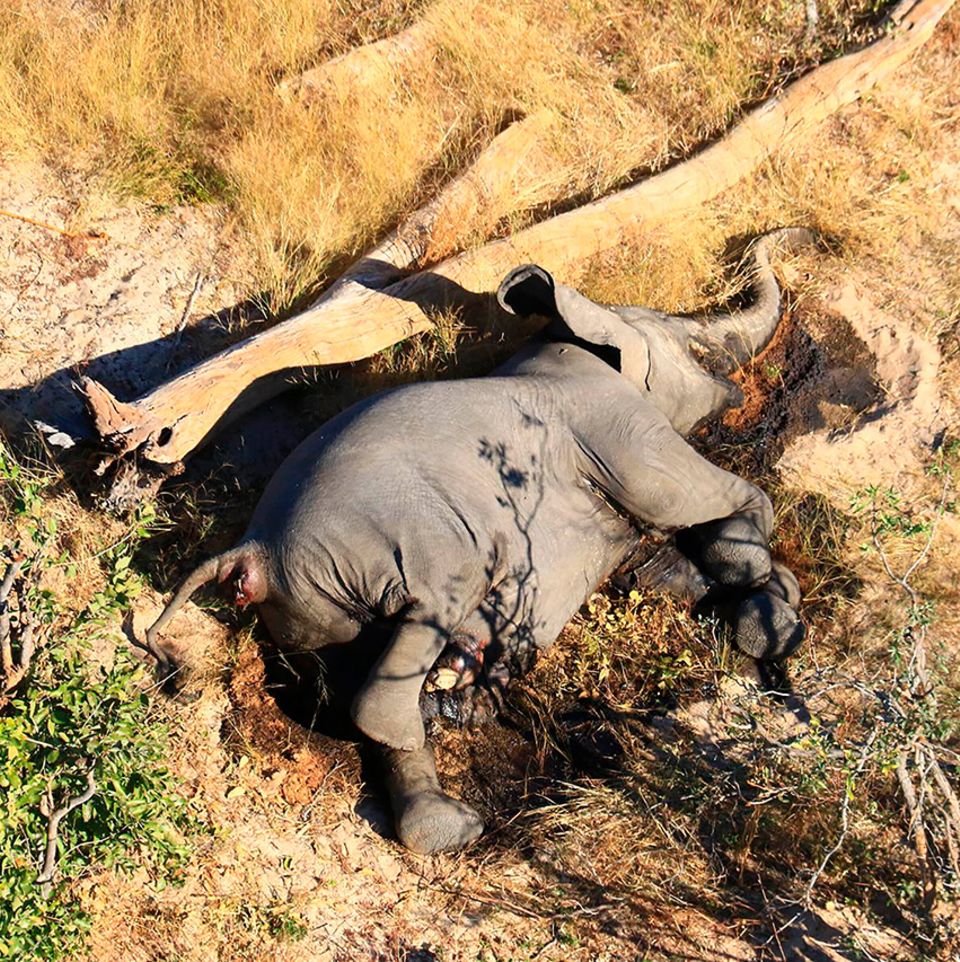Toter Elefant in Botsuana