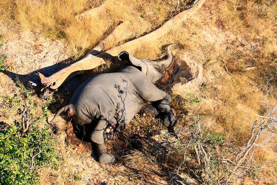 Toter Elefant in Botsuana