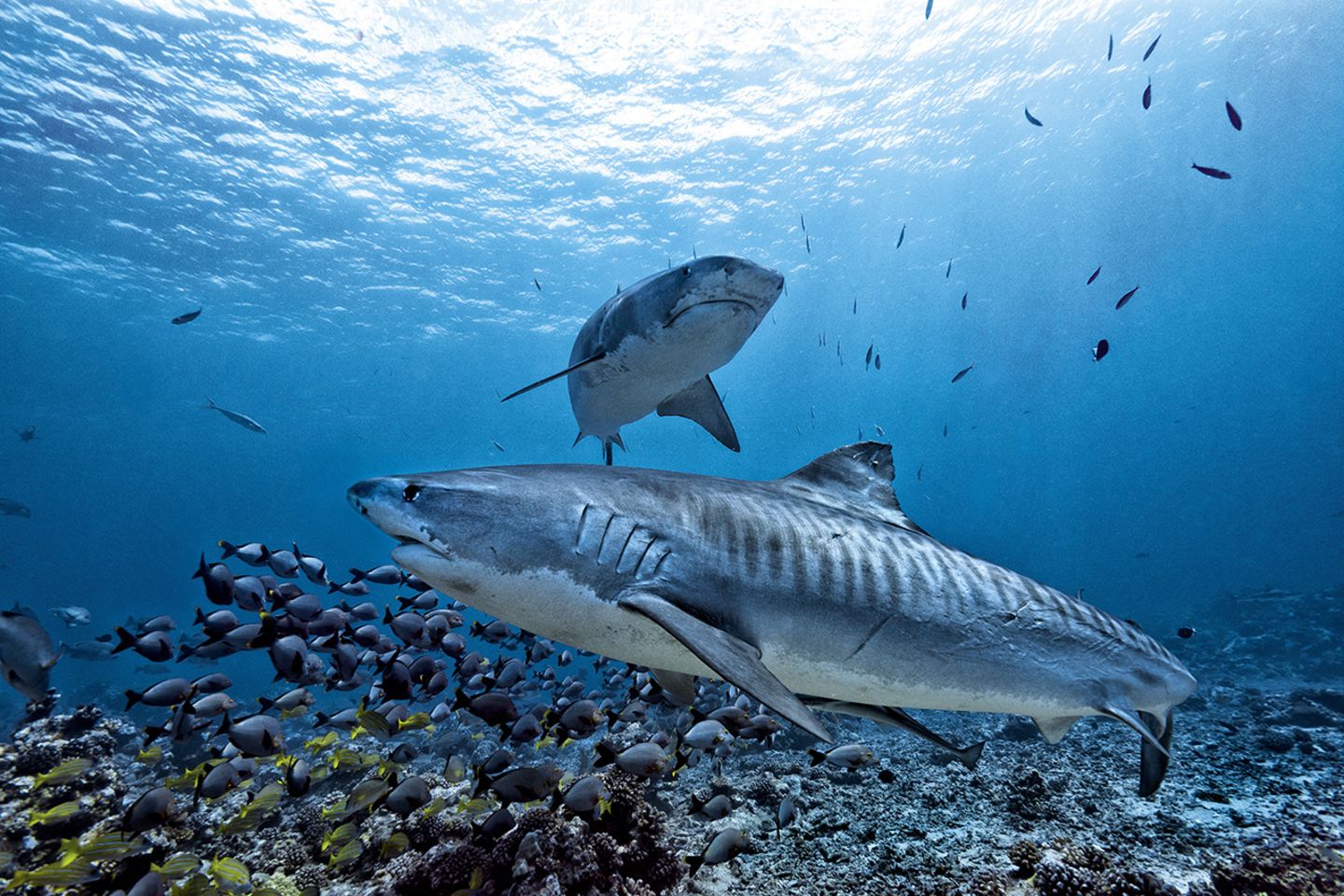 Zwei Tigerhaie im Ozean