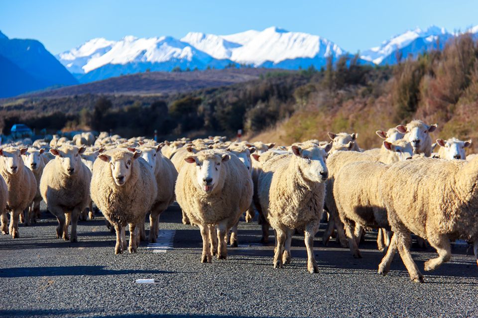 Schafe in Neuseeland