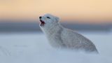 Spitzbergen