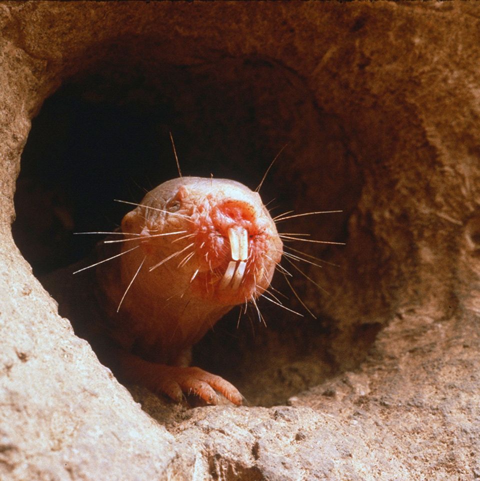 Nacktmull im Erdtunnel