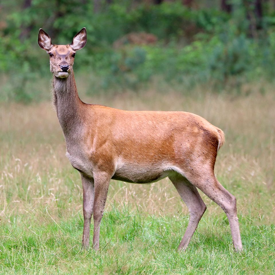 Hirschkuh auf der Wiese