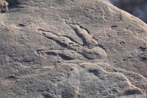 Wales: Etwa zehn Zentimeter lang ist der 220 Millionen Jahre alte Fußabruck, den eine Vierjährige in Wales entdeckt hat. Er sei einer der am besten erhaltenen Großbritanniens, sagen Forscher