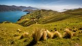 Grüne Graslandschaften von Marlborough Sounds in Neuseeland