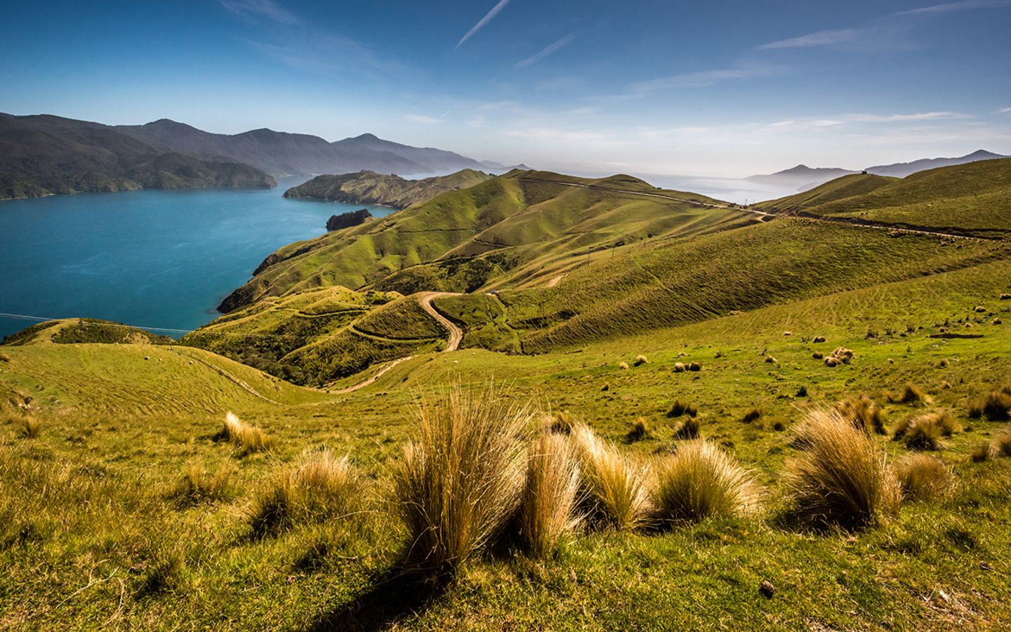 Grüne Graslandschaften von Marlborough Sounds in Neuseeland