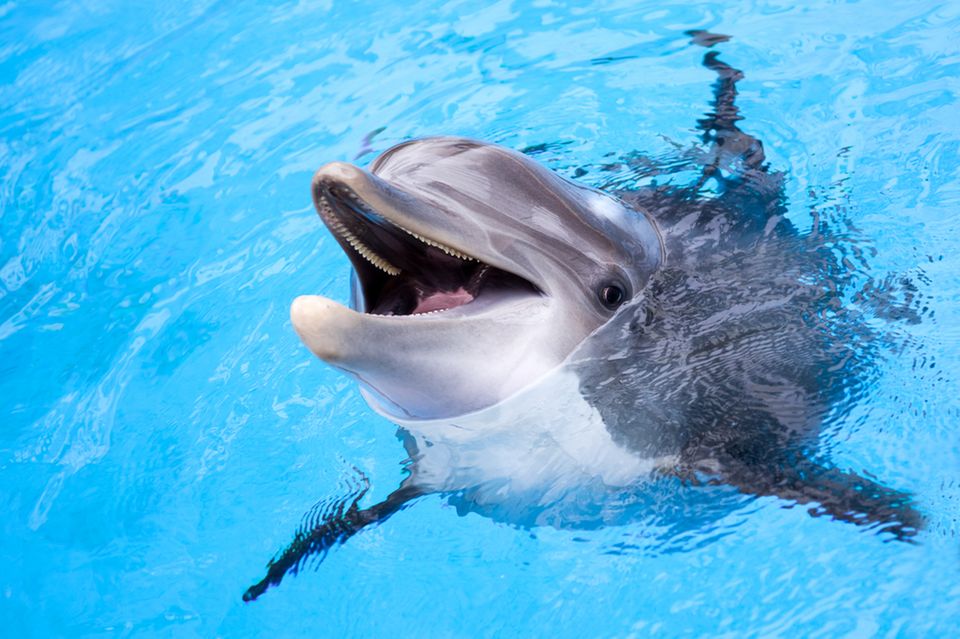 Tierschutz: Ein Delfinarium wird es im Asterix-Park bei Paris bald nicht mehr geben. Die Parkbetreiber bestreiten, dass ihre Entscheidung eine Reaktion auf die Kritik an der Tierhaltung sei - trotzdem begrüßen Tierschützer die Schließung