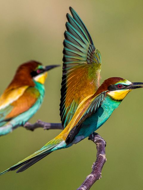 Bienenfresser