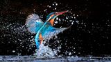 Eisvogel