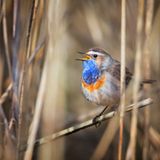 Blaukehlchen
