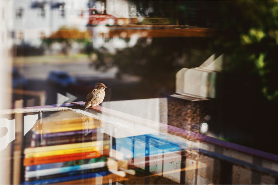 Ein Vogel sitzt auf einem Balkon